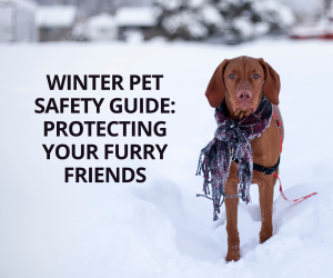 Winter Pet Safety Guide Protecting Your Furry Friends